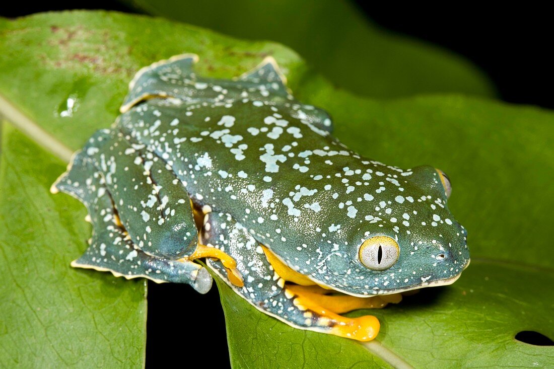 Amazon leaf frog