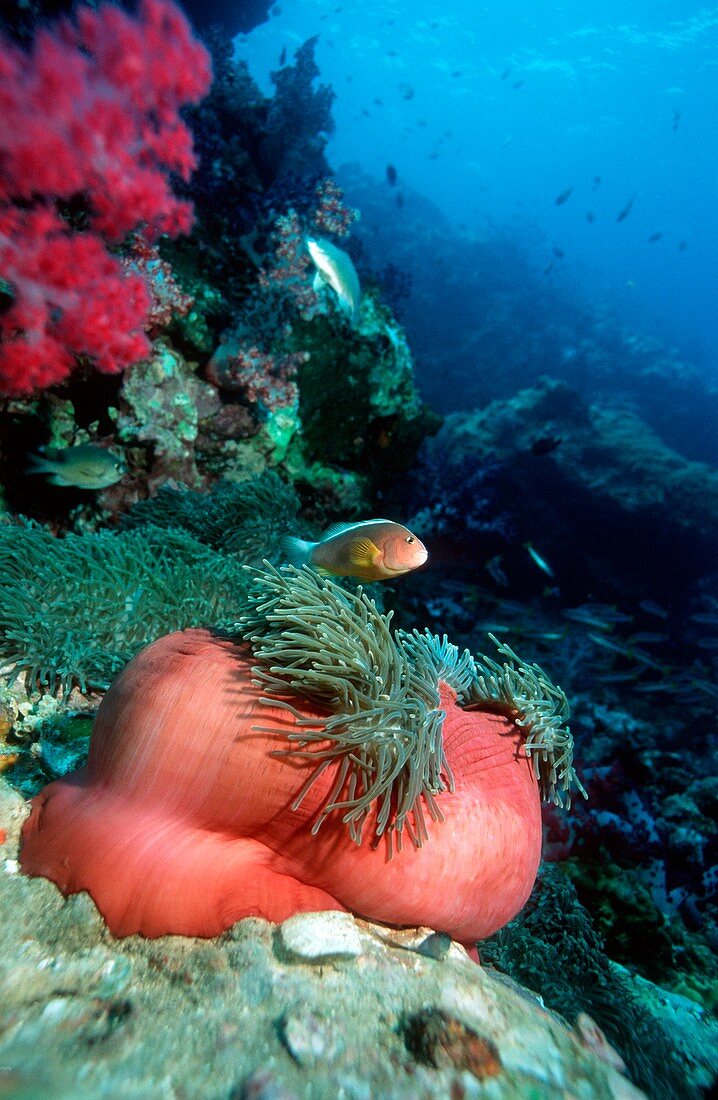 Anemone with anemonefish