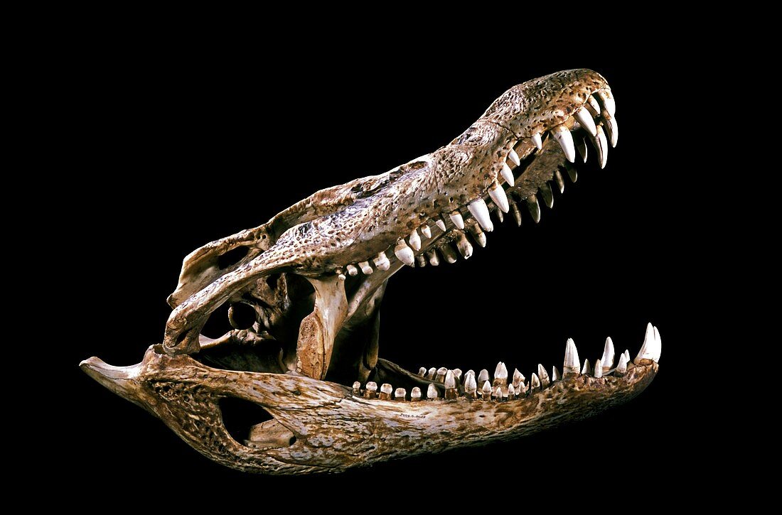 19th century preserved crocodile head