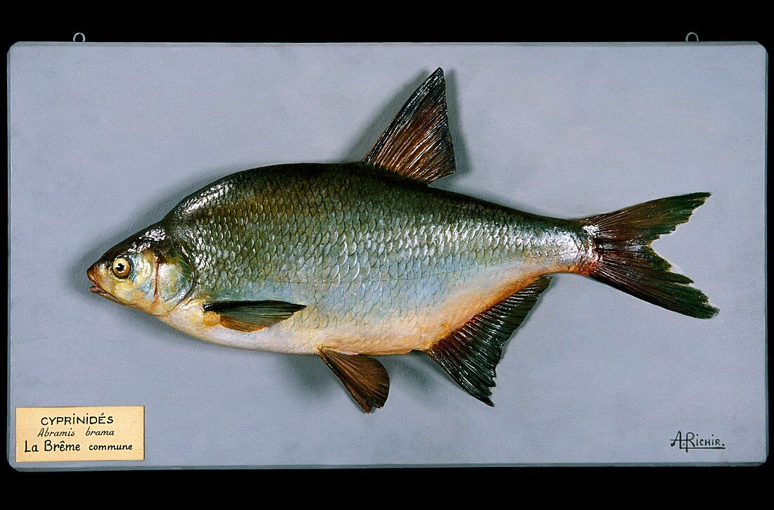 Historical model of a bream