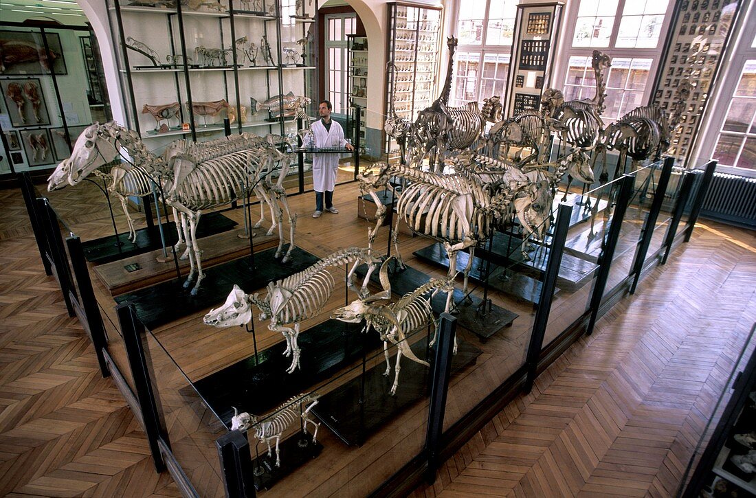 Veterinary museum,France