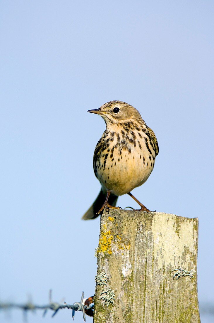 A Meadow Pipit