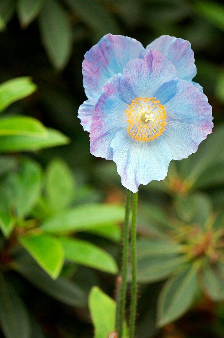 Meconopsis 'Barney Blue'