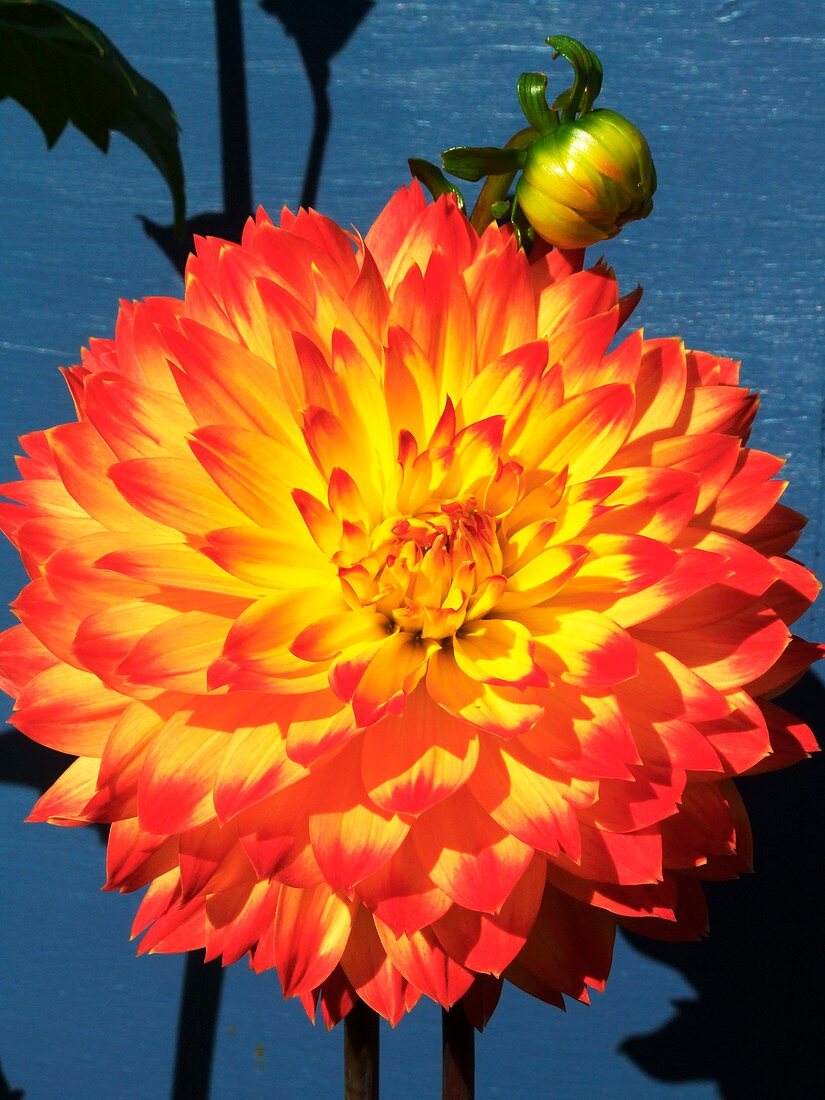 Dahlia 'Procyon'