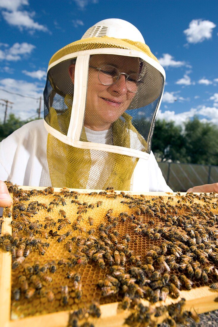 African honey bee research