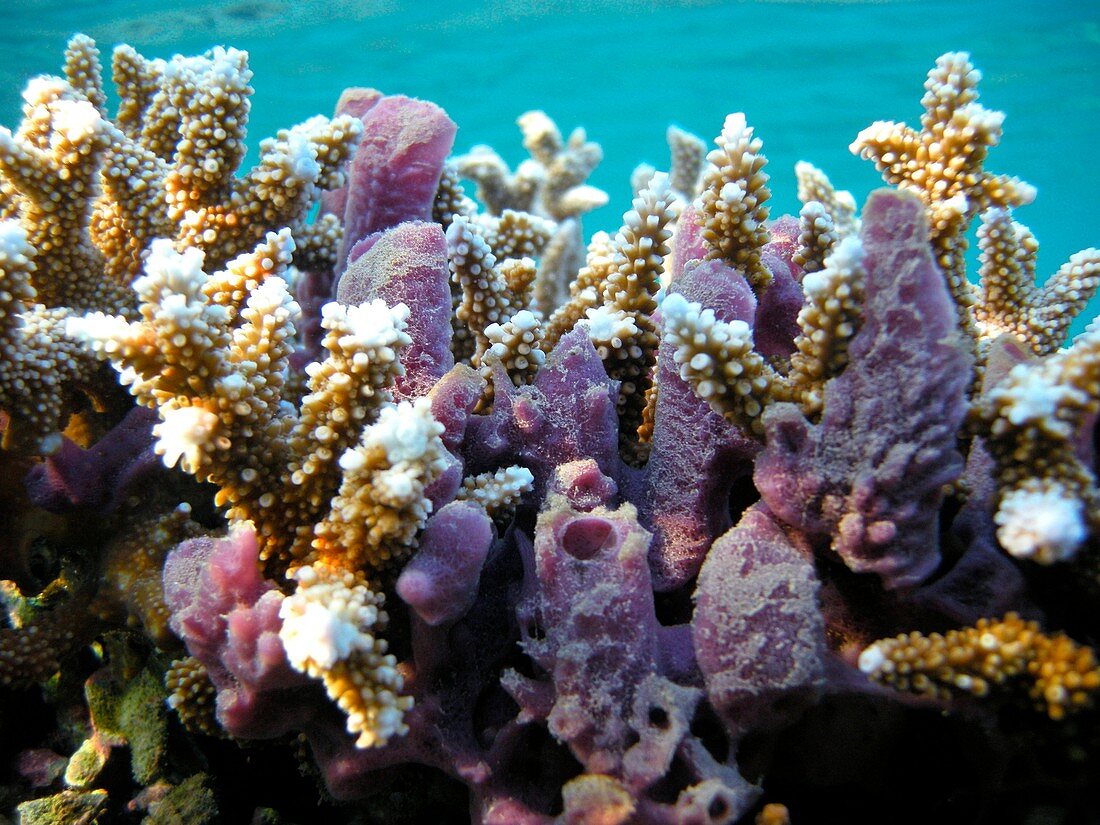 Tube sponges and corals