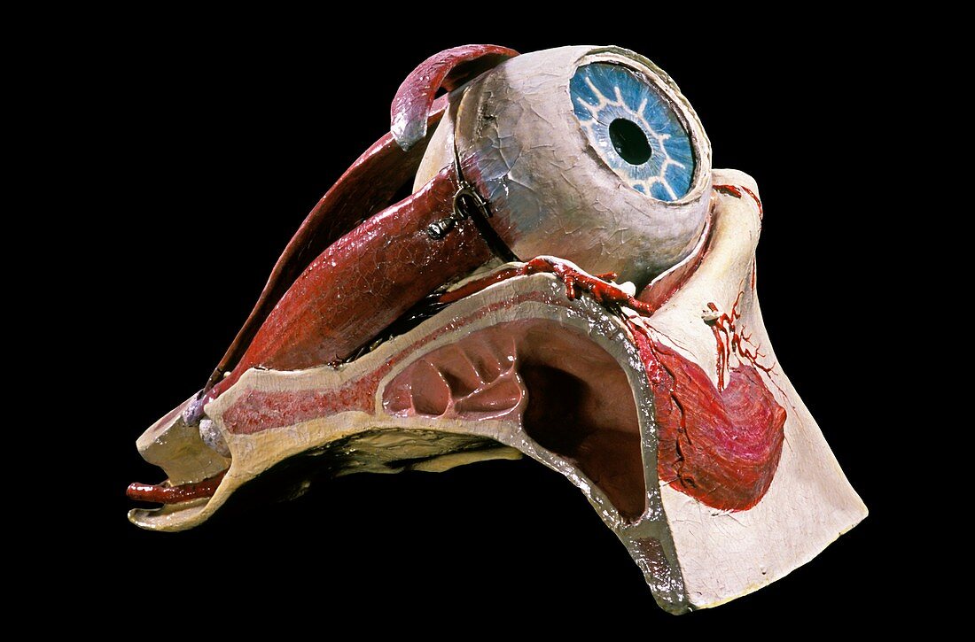 19th century anatomical model of an eye