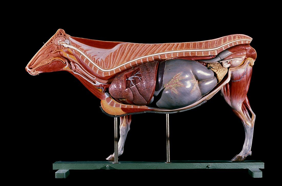 Anatomical model of a cow