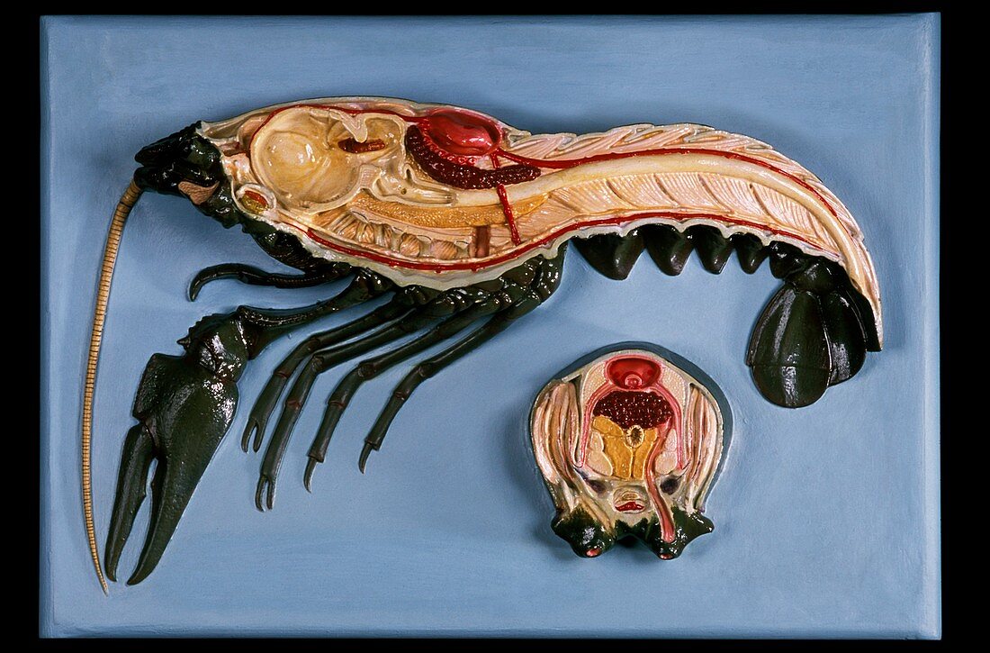 Anatomical model of a crayfish