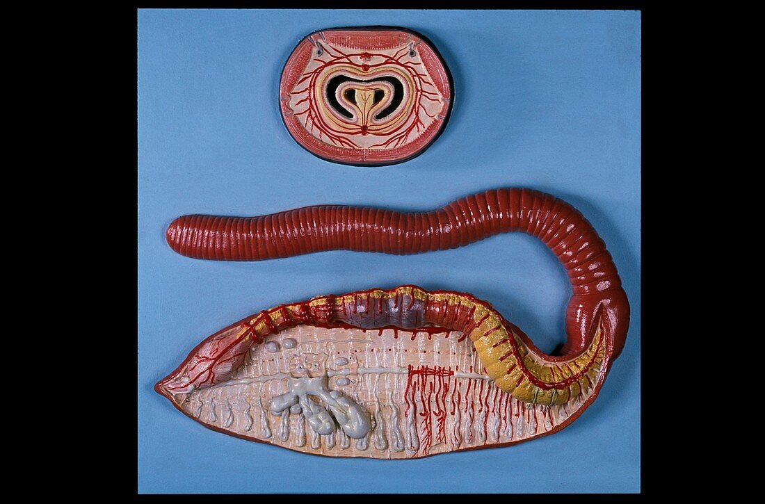 Anatomical model of an earthworm