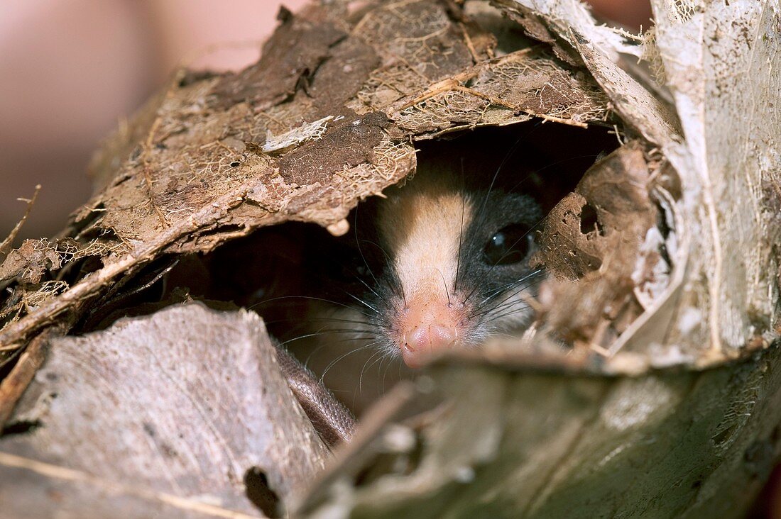 Kalinowski's mouse opossum