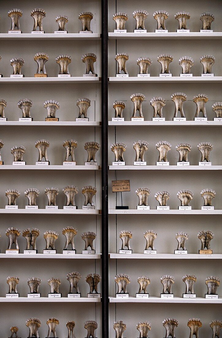 Collection of cow jawbones