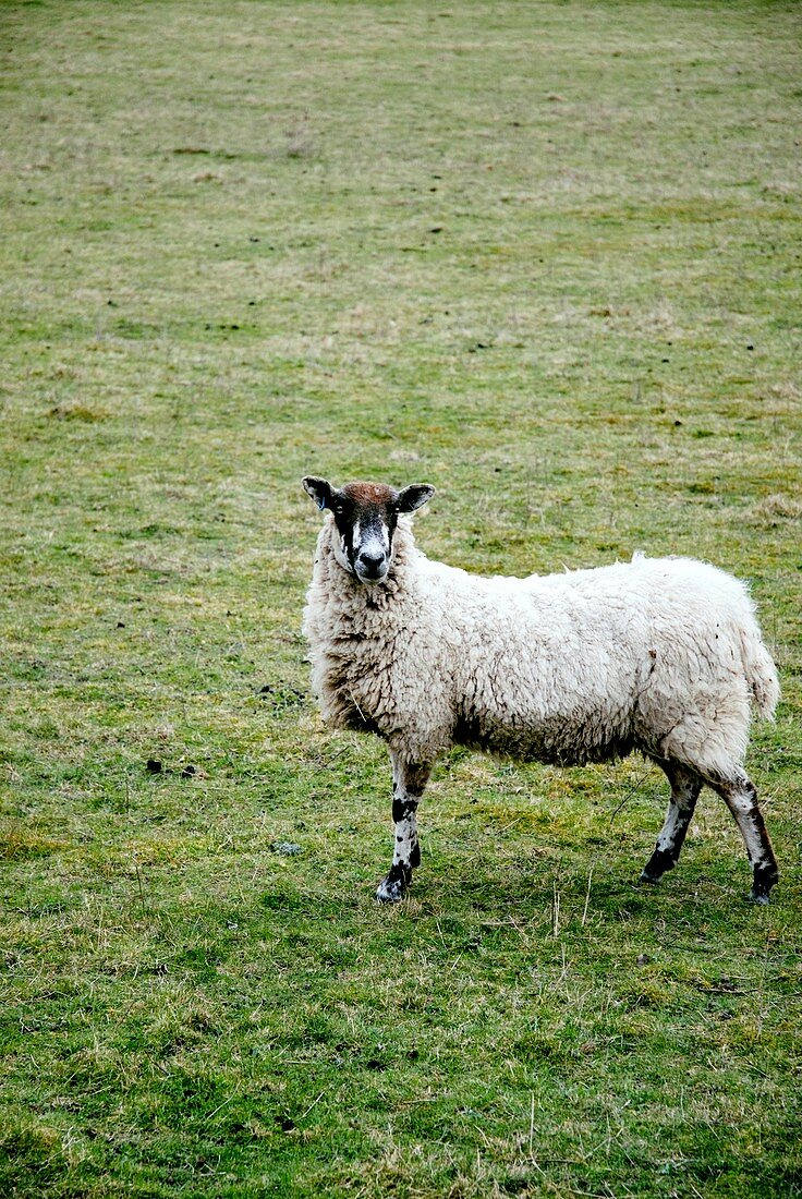 Domestic sheep in a field