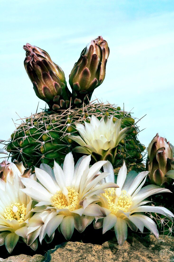 Gymnocalycium umbelmannianus