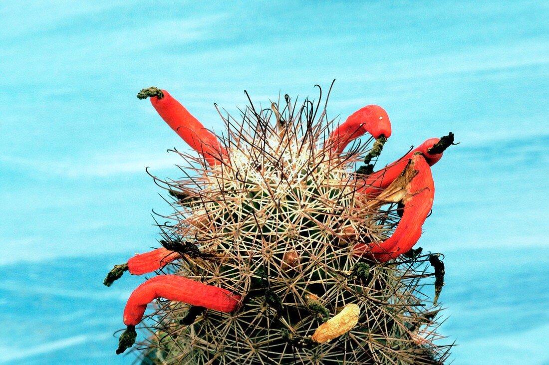 Mammillaria fraileana