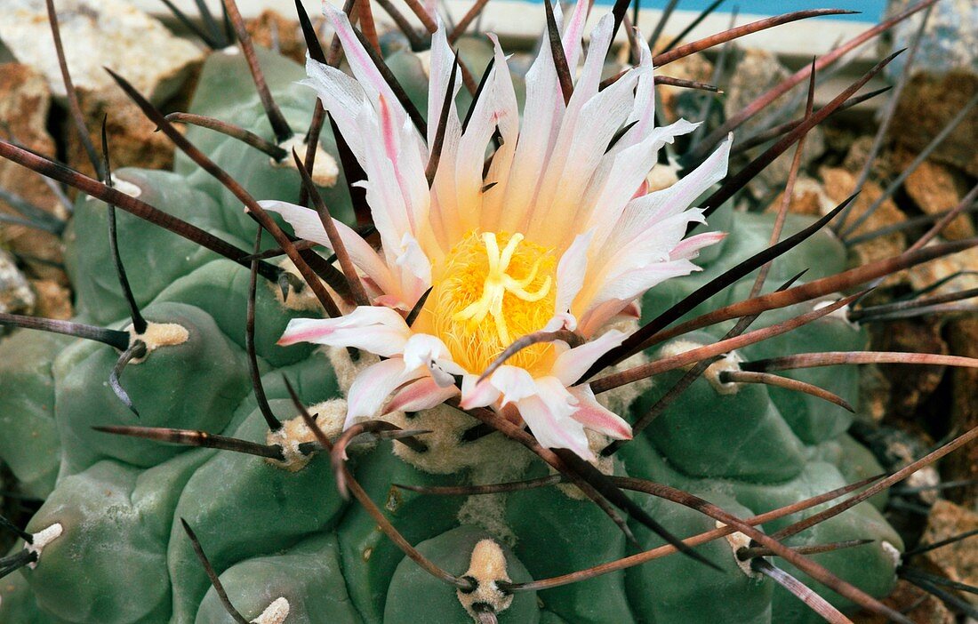 Thelocactus rinconensis