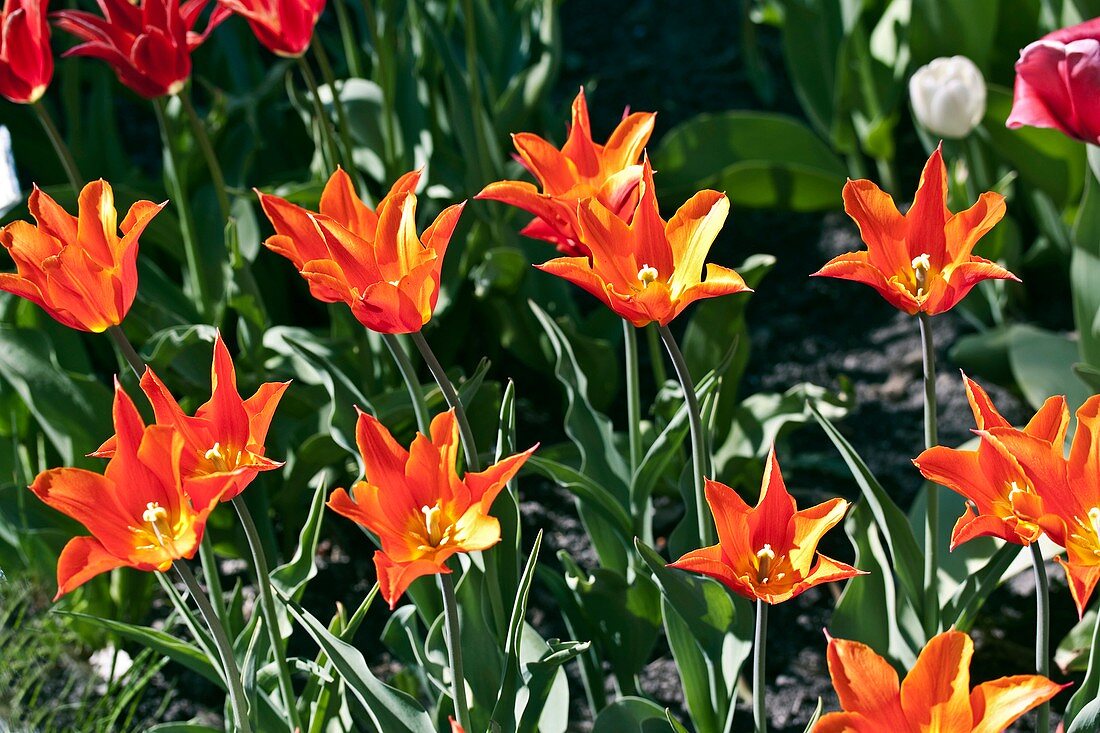 Tulips (Tulipa gesneriana 'Ballerina')