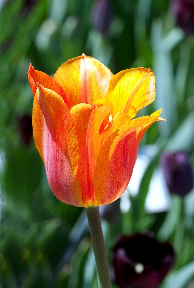 Tulip (Tulipa gesneriana 'El Nino')