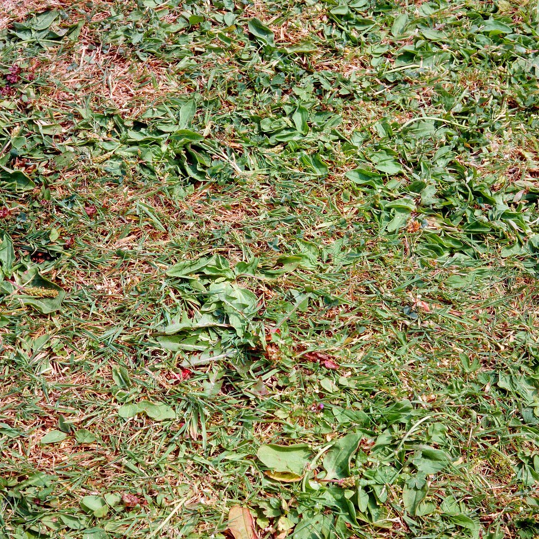 Weeds in a lawn