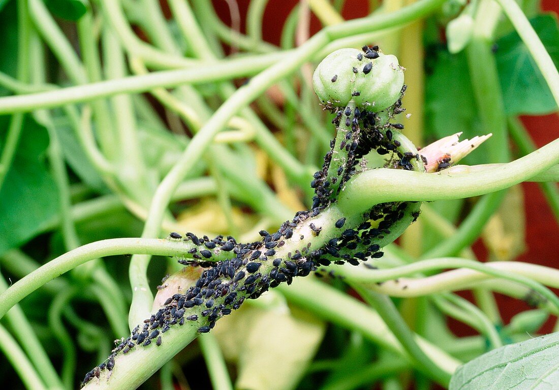 Black bean aphids on a nasturtium plant