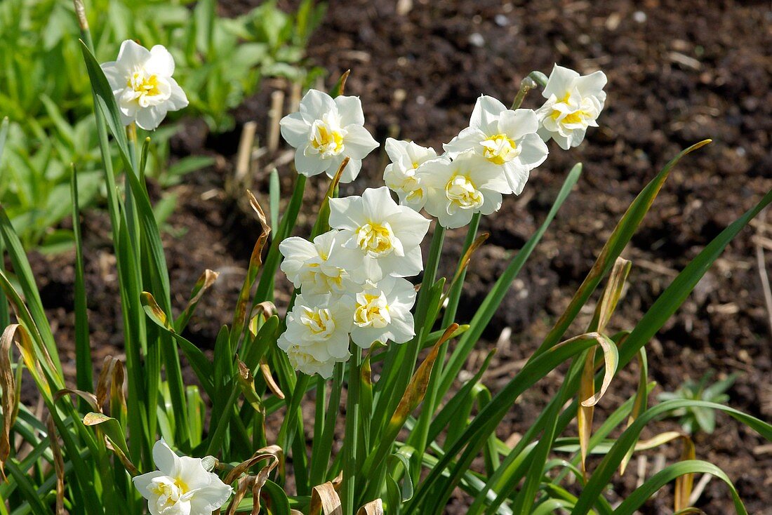 Daffodil (Narcissus 'Cheerfulness')
