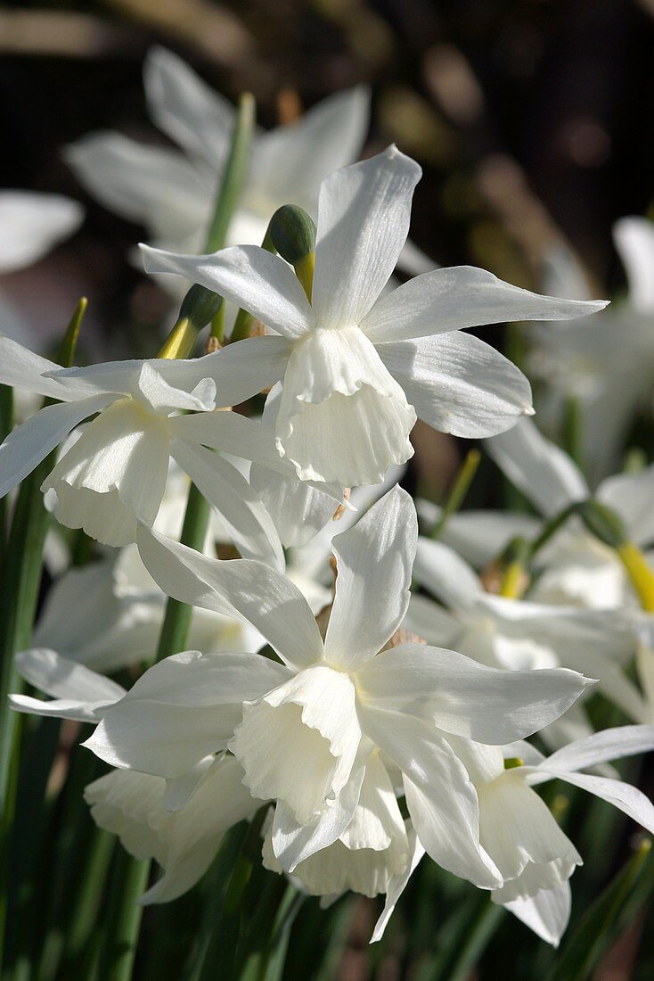 Daffodil (Narcissus 'Thalia')