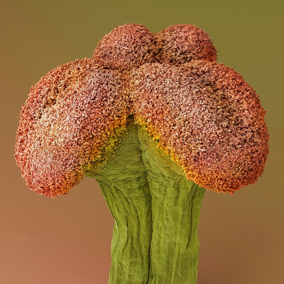 Asiatic lily (Lilium asiatic) stigma,SEM