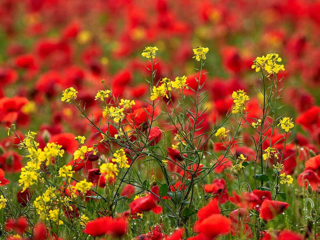 Brown Mustard (Brassica juncea)