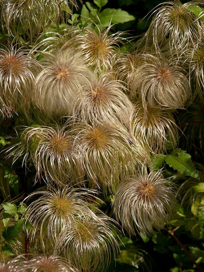 Clematis seed heads (Clematis tangutica)