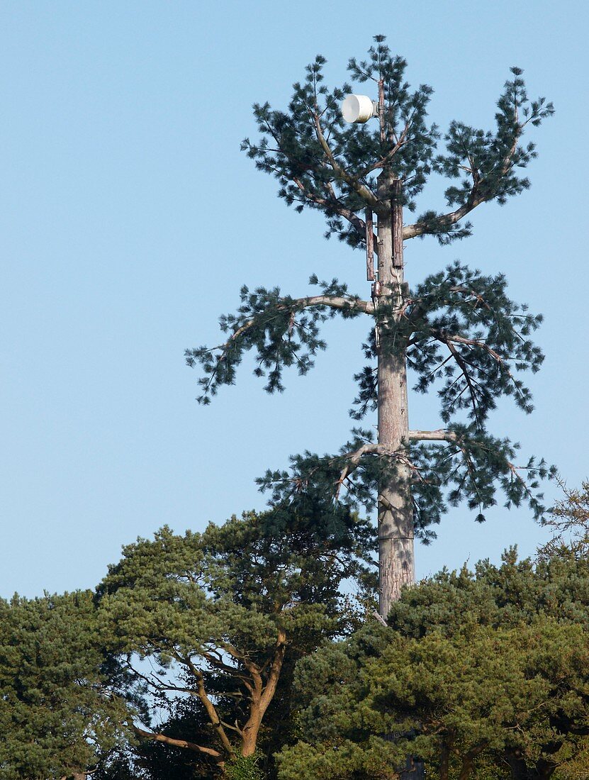 Pine tree communication mast