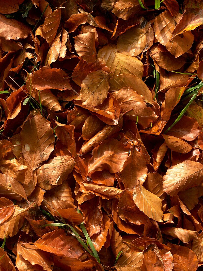 Fallen Beech leaves in autumn