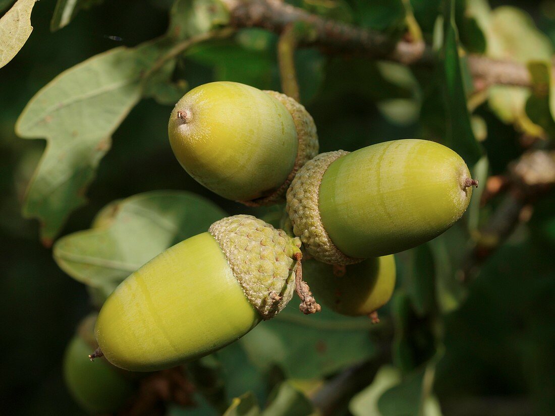 Pedunculate Oak (quercus robur) Acorn