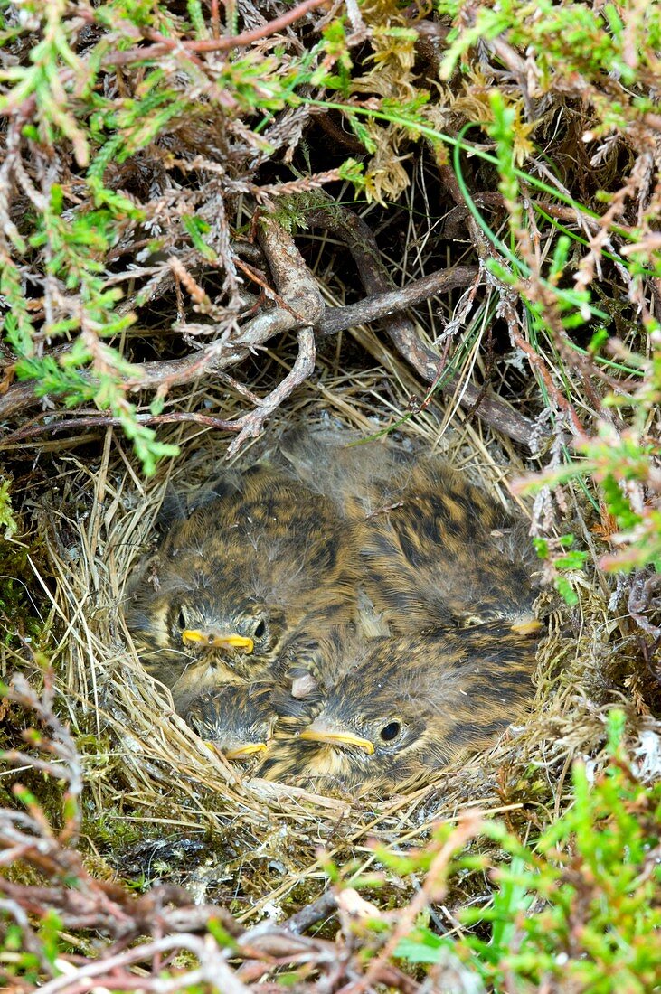 A nest of young Meadow Pipits