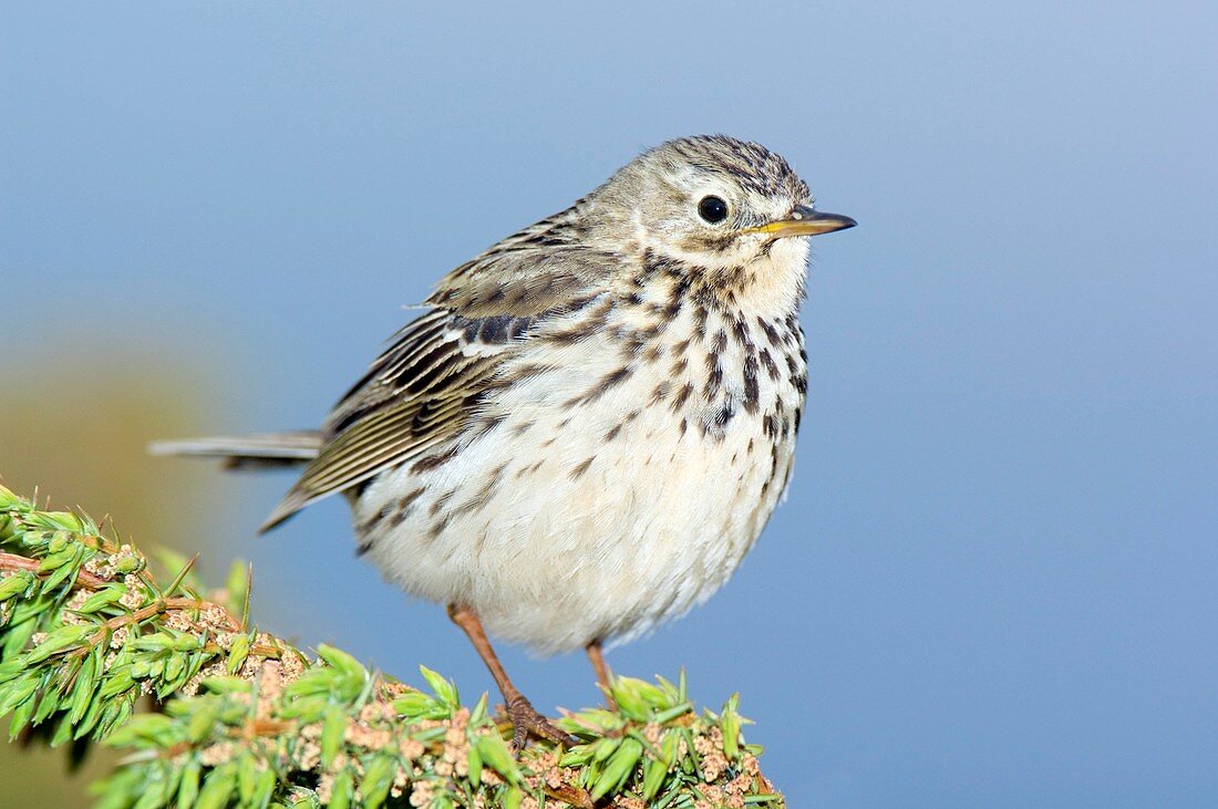 A Meadow Pipit