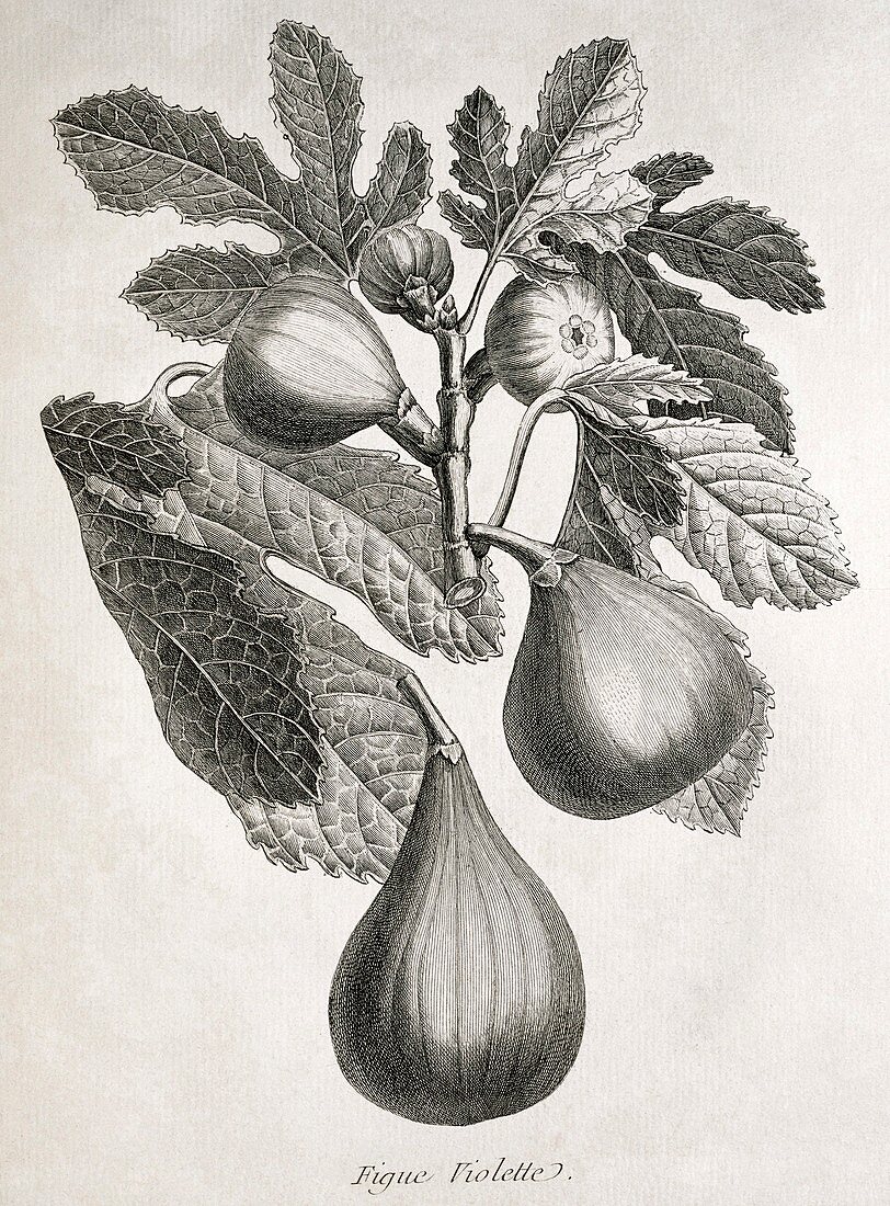 Figs,historical artwork