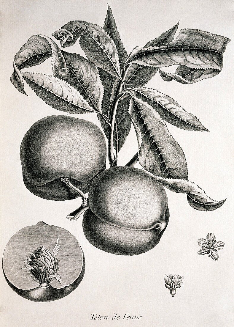 Peaches,historical artwork