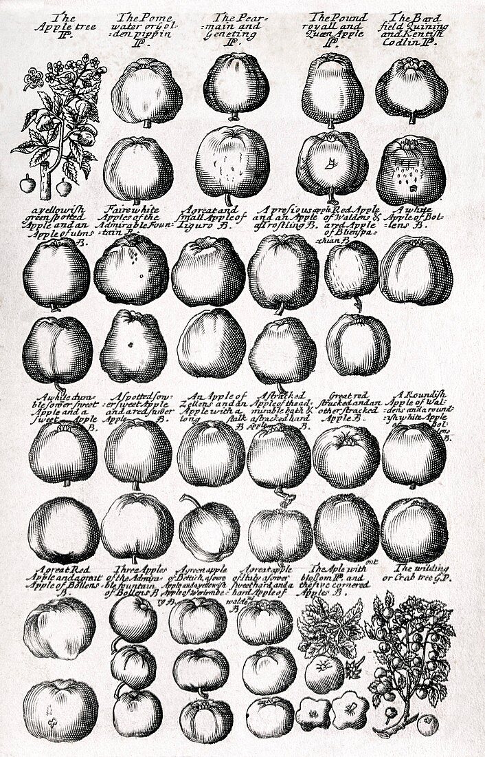 Apples,17th century herbal medicine