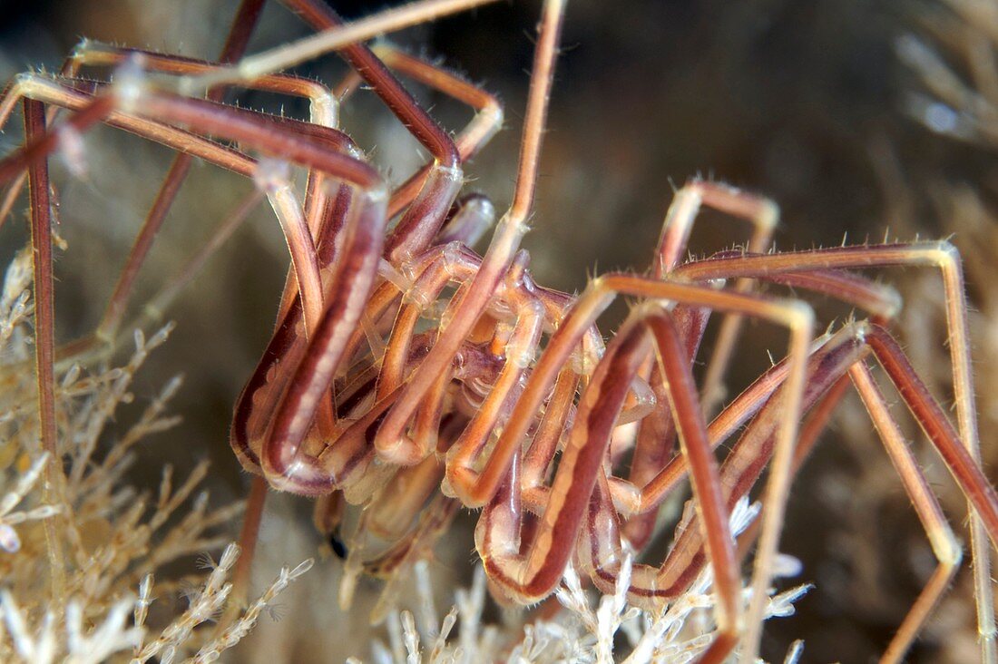 Sea spiders mating