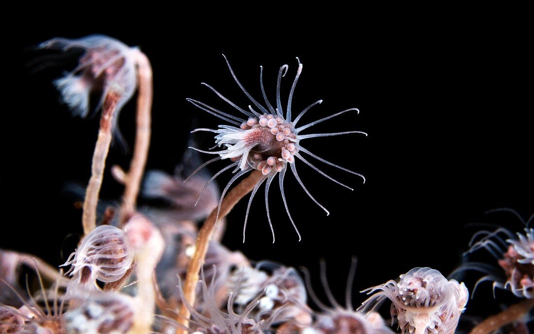 Hydrozoan colony