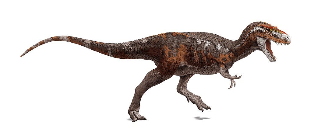 Gorgosaurus,artwork