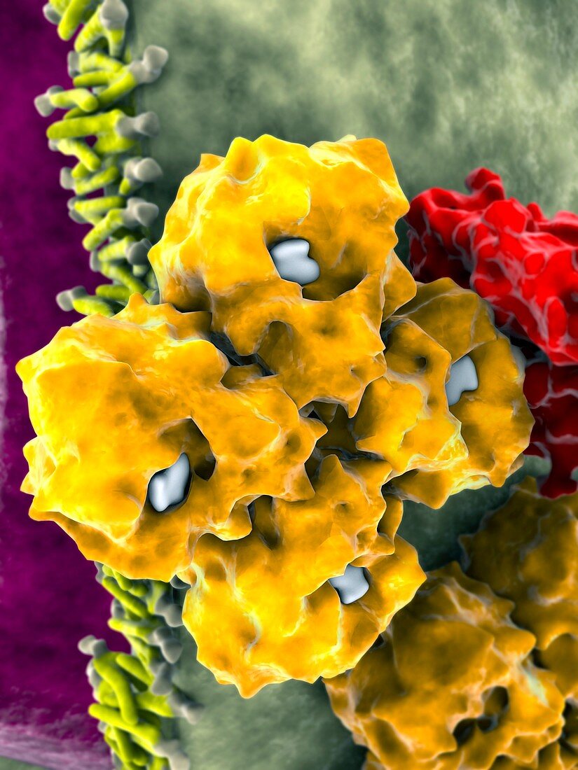 Neuramidase flu proteins,artwork