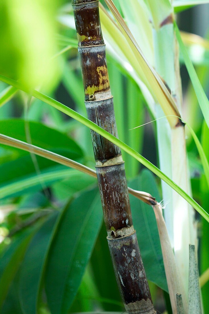 Sugar Cane (Saccharum officinarum)