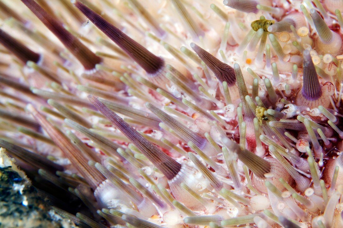 Green sea urchin spines