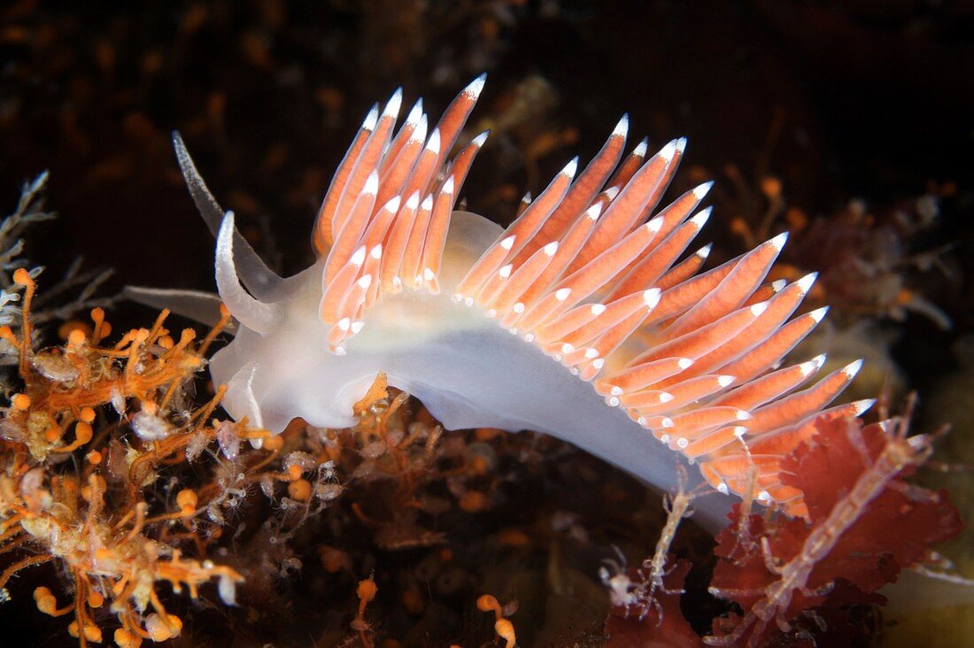 Nudibranch eating hydrozoa