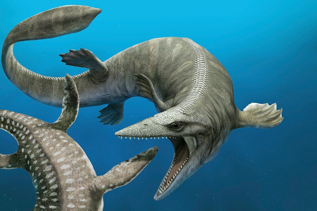 Tylosaurus extinct marine reptile