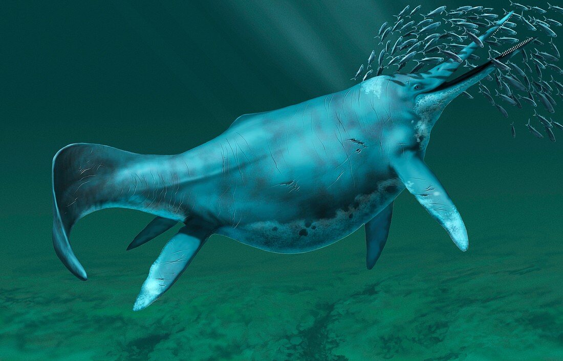 Shonisaurus extinct marine reptile