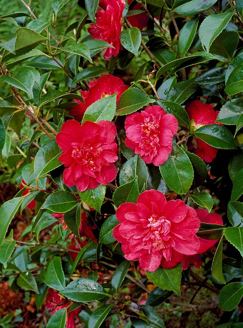 Camellia japonica 'Clarise Carleton'