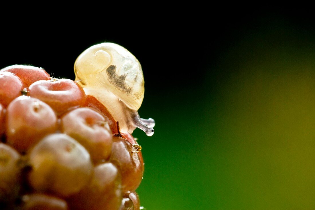Baby snail on a raspberry