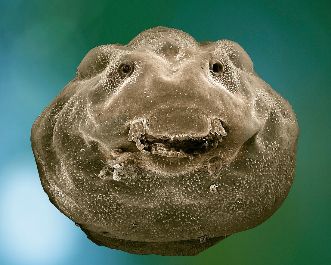 Common frog tadpole head