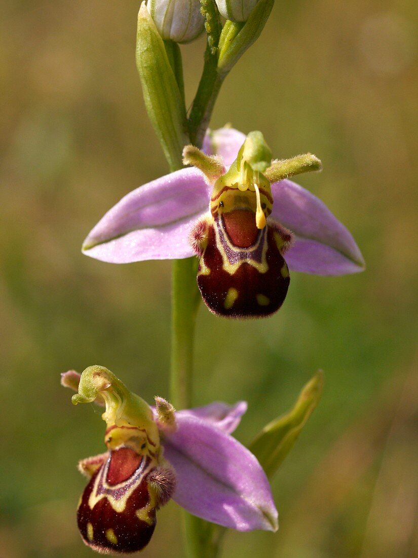 Bee Orchid (Ophrys apifera)